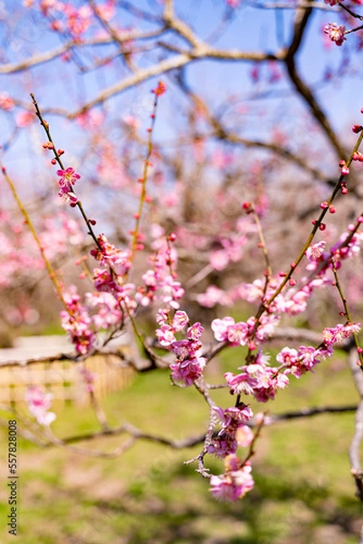 Obraz 紅梅の花の近影