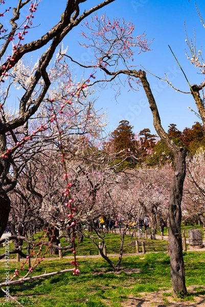 Obraz 快晴の日に撮影した偕楽園の満開の梅林（縦写真）