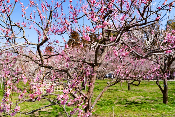 Obraz 快晴の日に撮影した偕楽園の満開の梅林