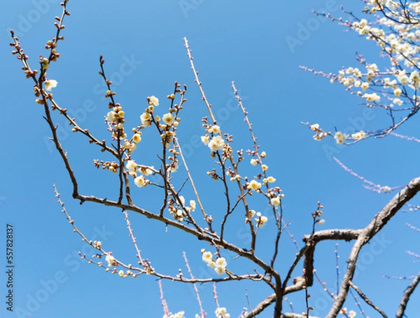 Obraz 白梅の花の近影