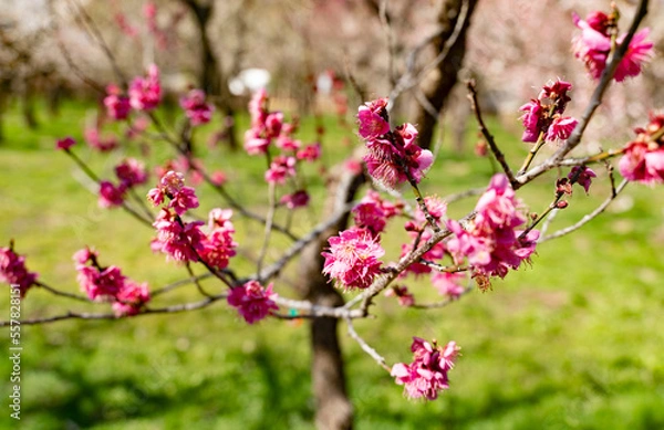 Obraz 紅梅の花の近影