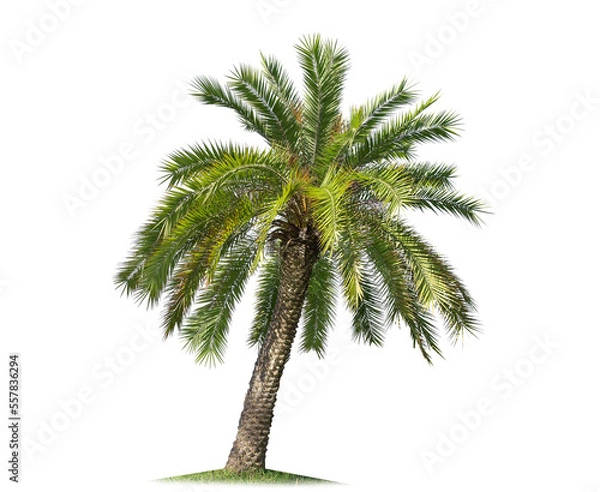 Fototapeta isolated big palm tree on White Background.Large palm trees database Botanical garden organization elements of Asian nature in Thailand,