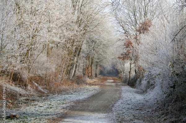 Obraz Path in a winter wonderland