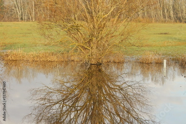 Obraz In Provence, a tree in a mirror
