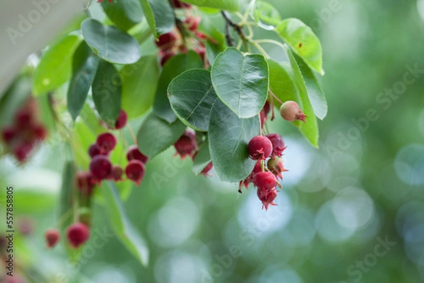Fototapeta Felsenbirne