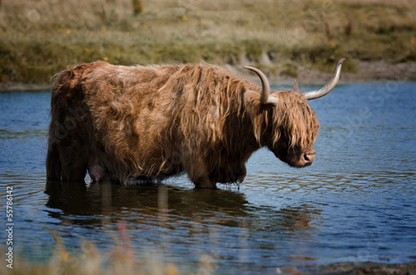 Obraz Schottisches Hochlandrind