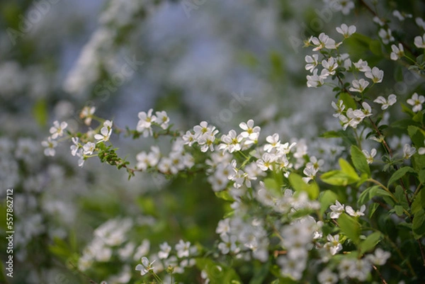 Fototapeta 春の日差しを浴びる雪柳