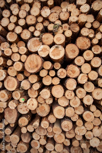 Obraz Kiefernholzstapel