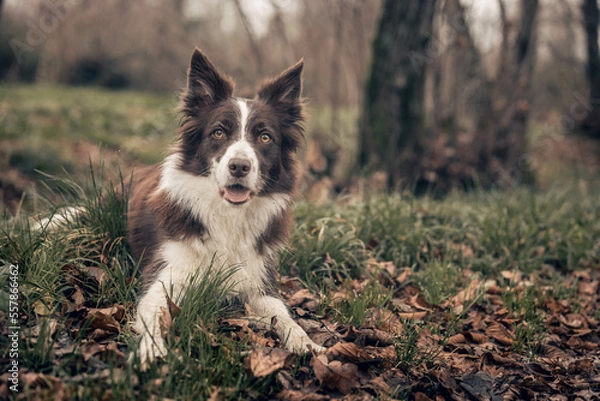 Obraz cane nel bosco