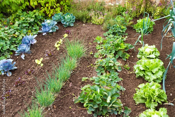 Fototapeta Gemüsebeet