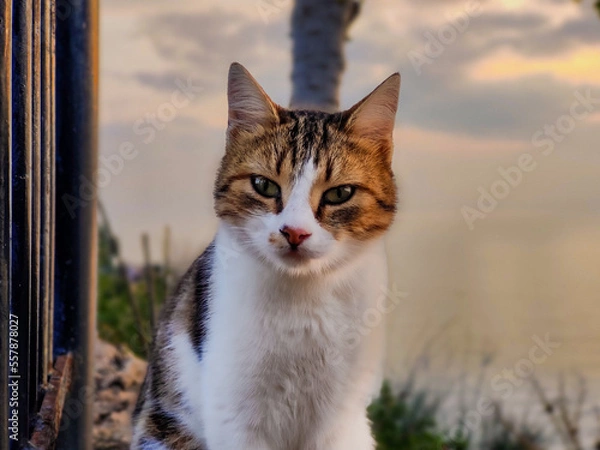 Fototapeta Cat staring at me