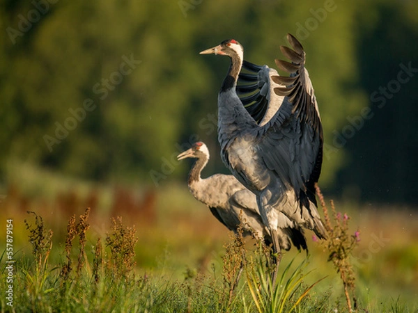 Obraz crane flapping its wings, pair of cranes on a meadow