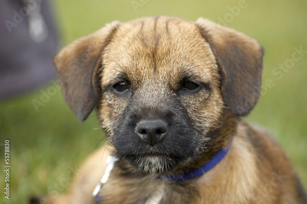 Obraz A very cute border terrier puppy