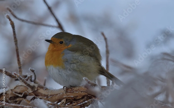 Fototapeta Eine Nahaufnahme von einem Rotkehlchen das im frostigen Winter auf einem Ast sitzt
