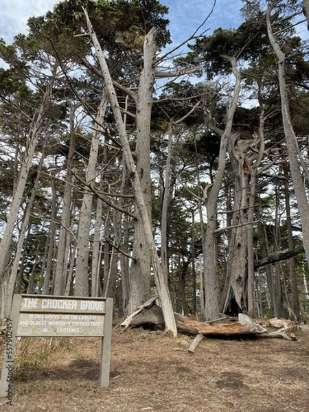 Fototapeta trees in the forest