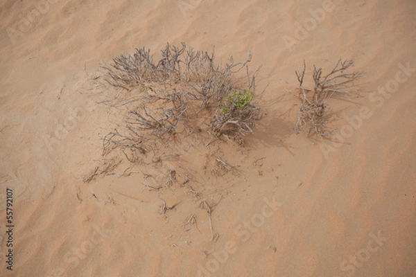 Obraz plants in the desert