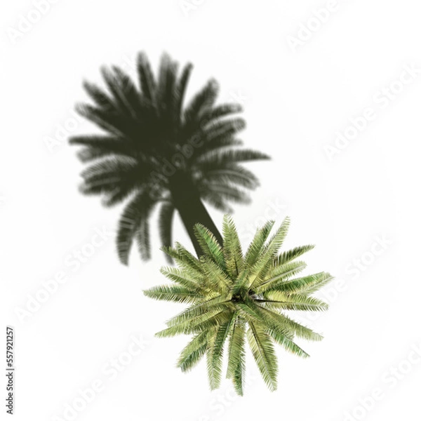 Fototapeta tree with a shadow under it, top view, isolate on a transparent background, 3d illustration