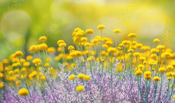 Obraz Cute fluffy little yellow wildflowers in nature on a meadow on sunny spring or summer day. Soft selective focus.