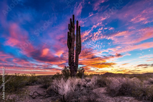 Obraz Arizona Desert