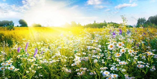 Obraz A beautiful, sun-drenched spring summer meadow. Natural colorful panoramic landscape with many wild flowers of daisies against blue sky. A frame with soft selective focus.