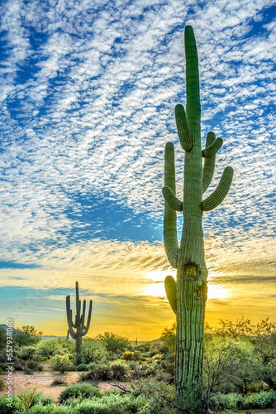 Obraz Arizona Desert