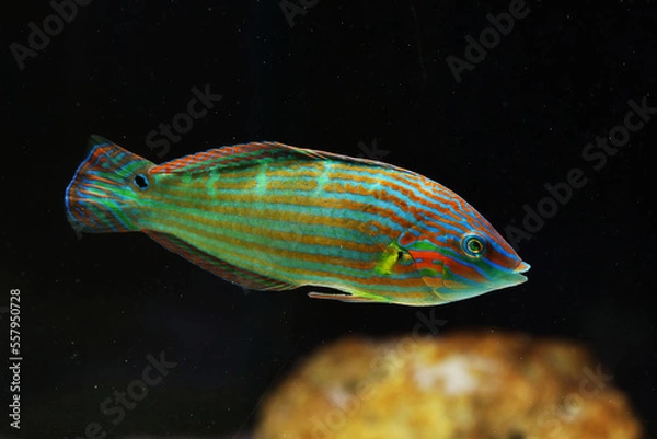 Obraz Tail spot wrasse (Halichoeres melanurus)