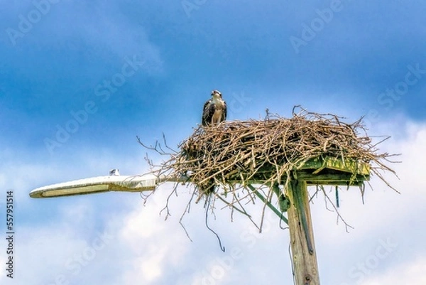 Obraz stork in nest