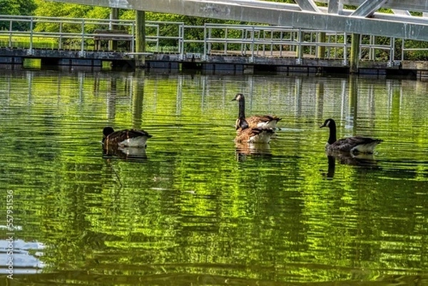 Obraz ducks on the lake