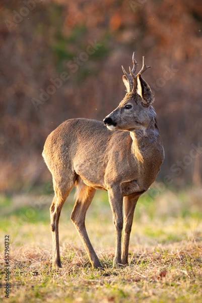 Fototapeta Roe deer, capreolus capreolus, observing on dry field in autumn in vertical shot. Roebuck looking back on pasture in fall. Brown mammal standing on field.