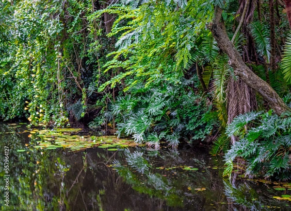 Obraz moss on the rocks