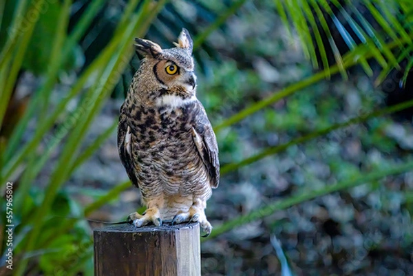Obraz owl on a branch