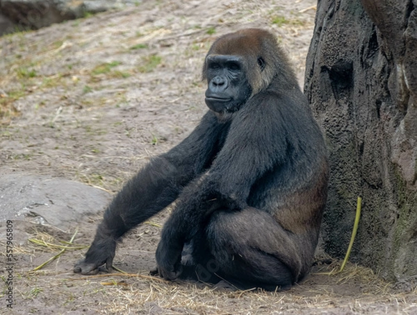Obraz Gorilla resting