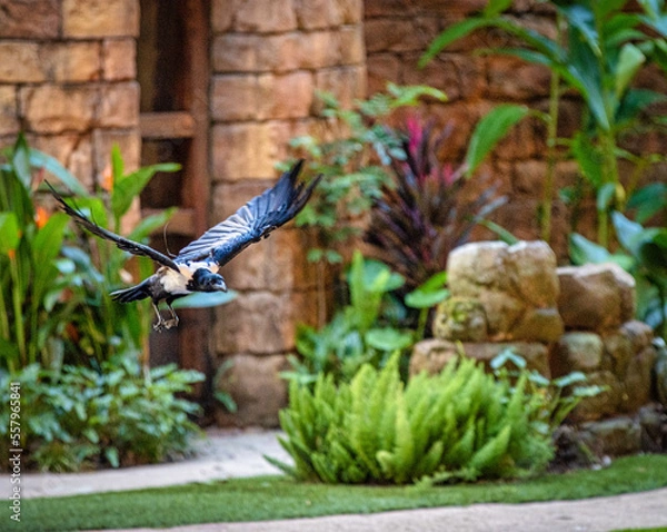 Obraz Bird in flight