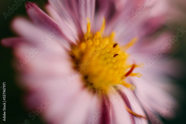 Obraz Blurred flower background. Macro Pink aster amellus flower