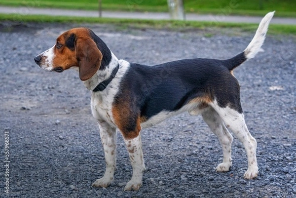 Obraz jack russell terrier