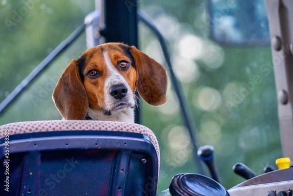 Obraz dog in a tractor