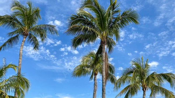 Obraz coconut trees on blue sky