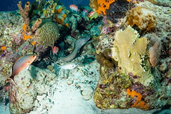 Obraz Spotted Moray and Friends