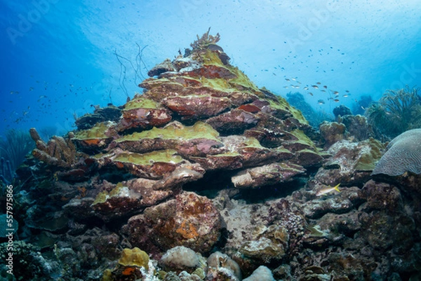Fototapeta Ascending from the Deep