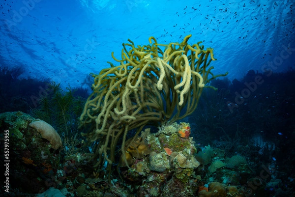 Fototapeta View from Below