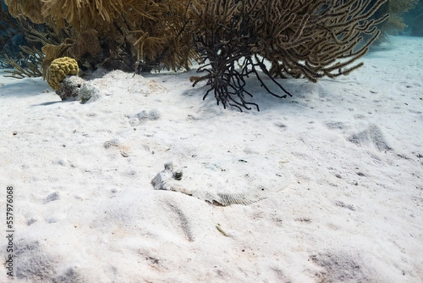 Obraz Flounder in Hiding