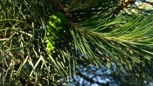Obraz Pine branch in the sun. Selective focus. Pine needles in summer in macro.