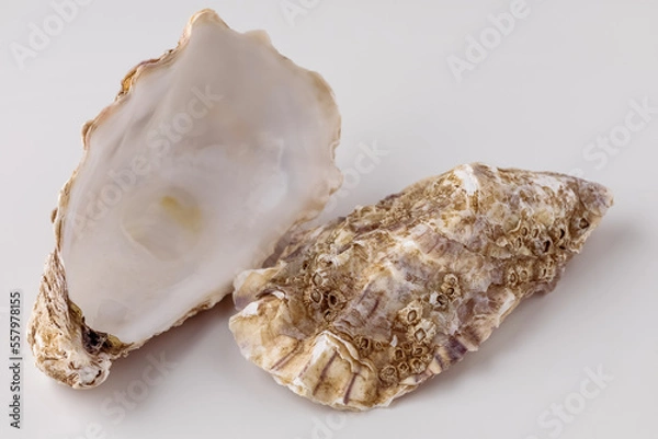 Fototapeta oyster shell empty close-up macro