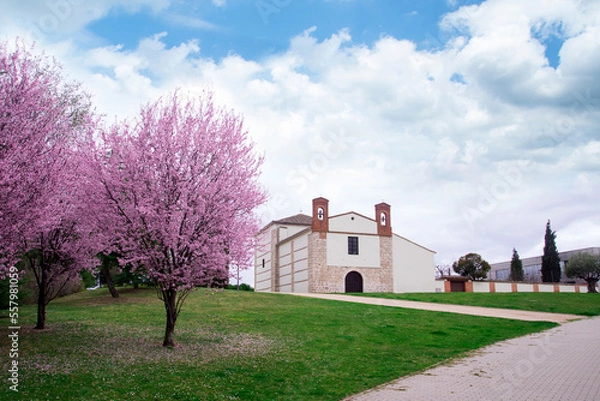 Obraz Spring scenery of Cherry Blossom trees, The Christian Church during Cherry Blossom Festival in spain Valladolid