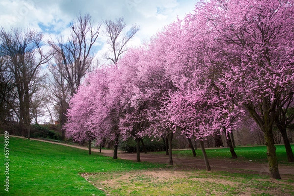 Obraz Cherry blossoming scenery. Wonderful scenic park with rows of blooming cherry trees and green lawn in spring. Pink flowers of cherry tree.