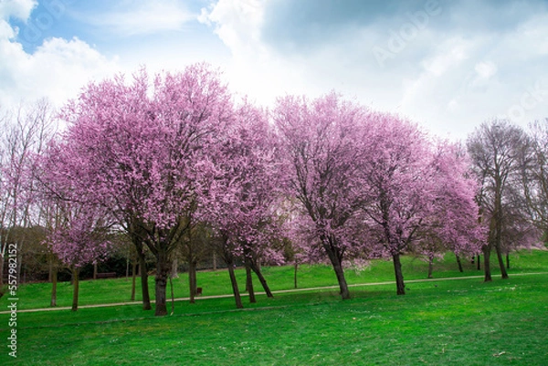 Obraz Wonderful scenic park with rows of blooming cherry trees and green lawn in spring. Pink flowers of cherry tree.Cherry blossoming scenery