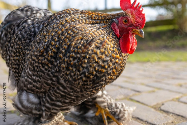 Obraz Amrock hen rooster background selective focus background blur