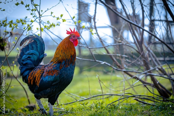 Obraz hen rooster background selective focus background blur