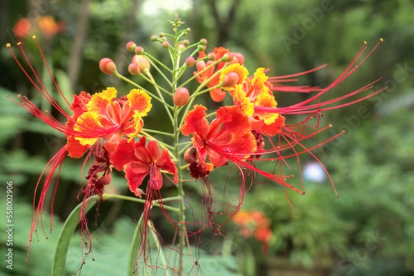 Fototapeta Pride of Barbados (Dwarf Poinciana or Flower Fence) with some petals starting to wither.