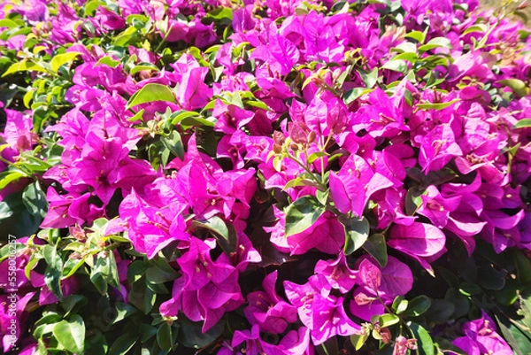 Obraz Flower background or blooming Bougainvillea.